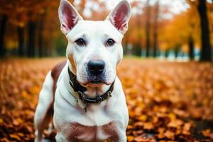 ritratto di un' bianca Toro terrier cane in piedi nel il parco. generativo ai foto