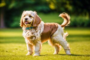 ritratto di un' bellissimo cane razza americano cocker spaniel. un' bellissimo cavaliere re charles spaniel cane nel il parco. generativo ai foto