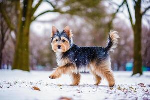 carino di razza australiano di seta terrier. ritratto di un' bellissimo australiano di seta terrier cane giocando nel il parco. generativo ai foto