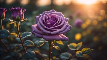 bellissimo viola Rose con un' brillante tramonto incandescenza, ai generato foto