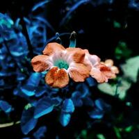 fioritura fiore nel il giardino foto