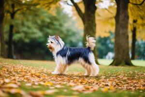 carino di razza australiano di seta terrier. ritratto di un' bellissimo australiano di seta terrier cane giocando nel il parco. generativo ai foto