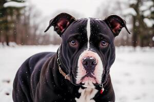 ritratto di un' bellissimo cane razza americano fossa Toro terrier nel il parco. americano pitbull. generativo ai foto