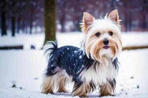 carino di razza australiano di seta terrier. ritratto di un' bellissimo australiano di seta terrier cane giocando nel il parco. generativo ai foto