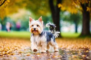 carino di razza australiano di seta terrier. ritratto di un' bellissimo australiano di seta terrier cane giocando nel il parco. generativo ai foto