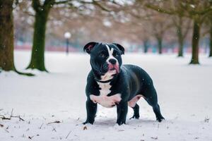 staffordshire Toro terrier cane. ritratto di un' bellissimo staffordshire Toro terrier giocando nel il parco. generativo ai foto