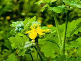 giovane verde mini cuffie e giallo fiori di celandine nel primavera. il latino nome di il pianta è chelidonio l. il concetto di tradizionale medicinale. foto