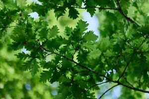 verde fresco le foglie su quercia rami avvicinamento contro il cielo nel luce del sole foto