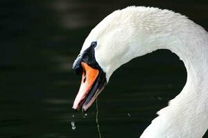 carino acqua uccelli a il lago di pubblico parco di luton Inghilterra UK foto
