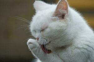 carino persiano puro bianca gatto è in posa nel il casa giardino foto