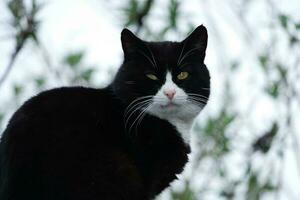 carino persiano puro bianca gatto è in posa nel il casa giardino foto