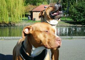 bellissimo cane su camminare a un' Locale parco foto