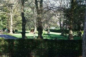 bellissimo Visualizza di alberi e rami a Locale pubblico parco di luton cittadina di Inghilterra foto