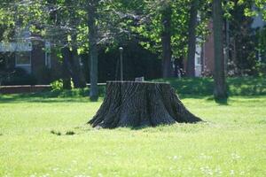 bellissimo Visualizza di alberi e rami a Locale pubblico parco di luton cittadina di Inghilterra foto