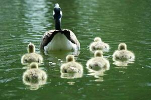 carino acqua uccelli oche e pulcini a lago di bedford città di Inghilterra foto