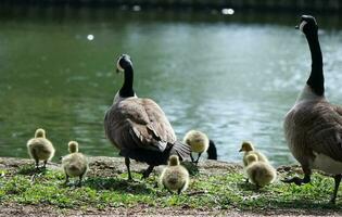 carino acqua uccelli oche e pulcini a lago di bedford città di Inghilterra foto