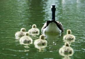 carino acqua uccelli oche e pulcini a lago di bedford città di Inghilterra foto