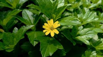 wedelia fiore ornamentale impianti siamo giallo foto