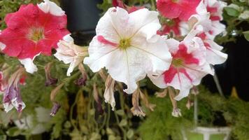 attraente rosso e bianca petunia fiori foto