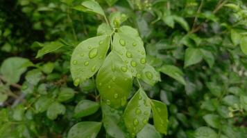 gocce di pioggia spruzzo su il le foglie foto