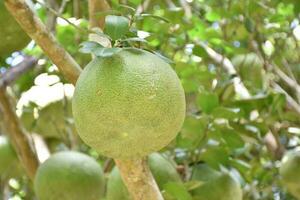 pomelo è un' perenne frutta quello ha un' il giro forma quello è di il dimensione di un' testa. esso ha un' dolce e acida gusto. foto