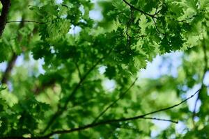 il primavera natura di il grande albero nel il quercia foresta, giovane verde le foglie su il rami foto