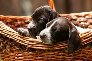 Due poco cuccioli di il francese puntamento cane razza nel un' cestino sotto il sole foto