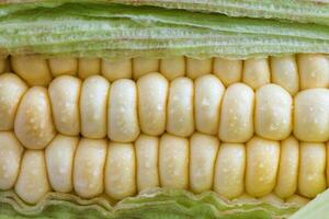 avvicinamento di un' fresco Mais pannocchia. zea mays. foto