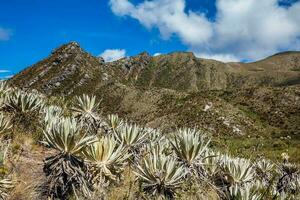 bellissimo paesaggio di colombiano andino montagne mostrando paramo genere vegetazione nel il Dipartimento di cundinamarca foto