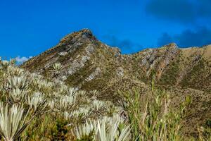 bellissimo paesaggio di colombiano andino montagne mostrando paramo genere vegetazione nel il Dipartimento di cundinamarca foto