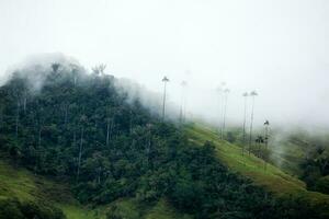 Visualizza di il bellissimo nube foresta e il quindio cera palme a il cocco valle collocato nel salento nel il quindio regione nel Colombia. foto