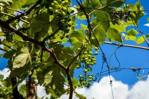 uva Ritaglia a il comune di la unione collocato a Valle del cauca regione nel Colombia foto