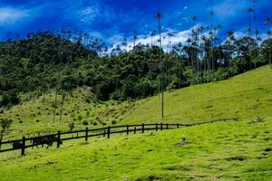 Visualizza di il bellissimo nube foresta e il quindio cera palme a il cocco valle collocato nel salento nel il quindio regione nel Colombia. foto