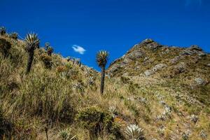 bellissimo paesaggio di colombiano andino montagne mostrando paramo genere vegetazione nel il Dipartimento di cundinamarca foto