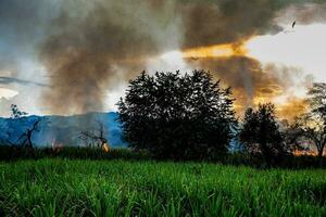 zucchero canna fuoco ardente nel campo a Valle del cauca nel Colombia foto