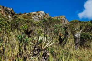 bellissimo paesaggio di colombiano andino montagne mostrando paramo genere vegetazione nel il Dipartimento di cundinamarca foto