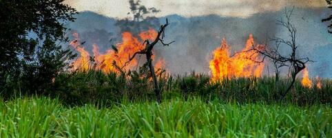 zucchero canna fuoco ardente nel campo a Valle del cauca nel Colombia foto