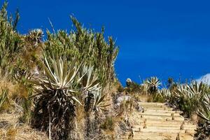 bellissimo paesaggio di colombiano andino montagne mostrando paramo genere vegetazione nel il Dipartimento di cundinamarca foto