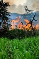 zucchero canna fuoco ardente nel campo a Valle del cauca nel Colombia foto