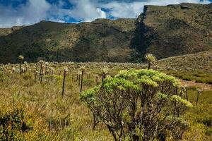 bellissimo paesaggio di colombiano andino montagne mostrando paramo genere vegetazione nel il Dipartimento di cundinamarca foto