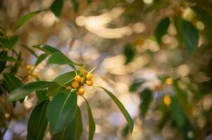 Figura frutta, banyan albero frutta con sfocato sfondo, giallo maturo frutta nel autunno foto