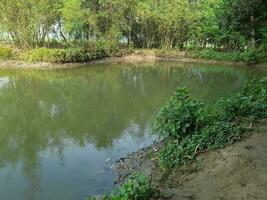 Immagine di un' bellissimo villaggio stagno, il villaggio di kushtia, bangladesh, Asia. bello natura. foto