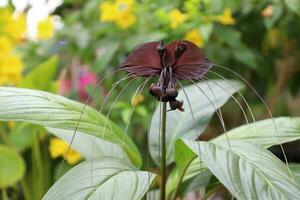 tacca chantrieri è un' specie di fioritura pianta nel il patata dolce famiglia dioscoreaceae. esso è comunemente chiamato il nero pipistrello fiore. foto