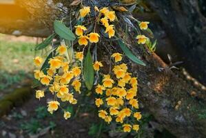 dendrobium lindleyi è un' dendrobium con forte giorno profumo, luminosa giallo, sospeso mazzo 15-40 centimetro lungo, con un' dolce simile al miele aroma. perciò esso era soprannominato un altro nome miele fragrante. foto