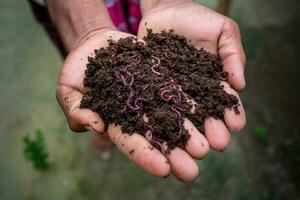 mano Tenere concime con redworms. un' contadino mostrando il vermi nel il suo mani a chuadanga, bangladesh. foto