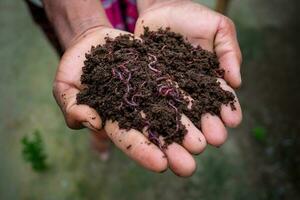 mano Tenere concime con redworms. un' contadino mostrando il vermi nel il suo mani a chuadanga, bangladesh. foto