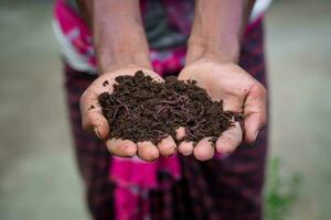 mano Tenere concime con redworms. un' contadino mostrando il vermi nel il suo mani a chuadanga, bangladesh. foto