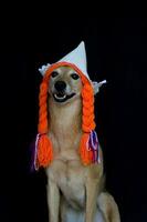 un' bastardo cane con trecce e un' olandese cappello foto