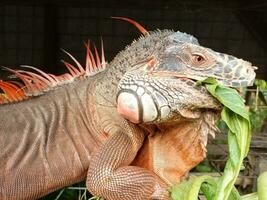 ritratto di grande iguana, bellissima iguana rosso arancia colorato erbivoro lucertole guardare avvicinamento foto