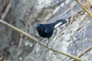 dalla coda bianca pettirosso o myiomela leucura osservato nel rongtong nel ovest Bengala, India foto